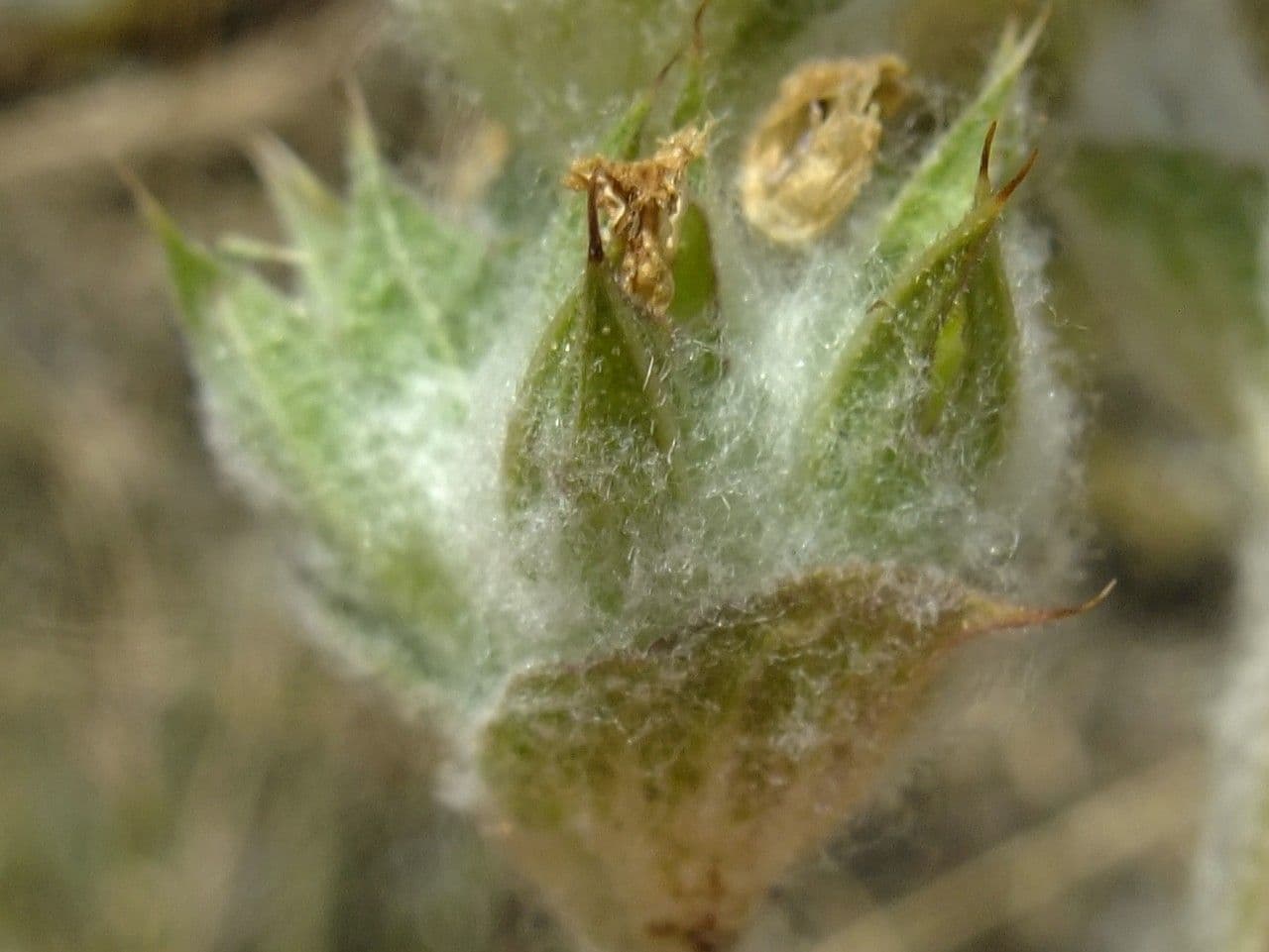 Salvia etiope 2