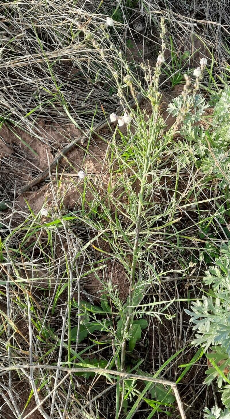 Linaria strisciante 10