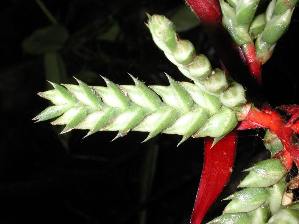 Aechmea 11