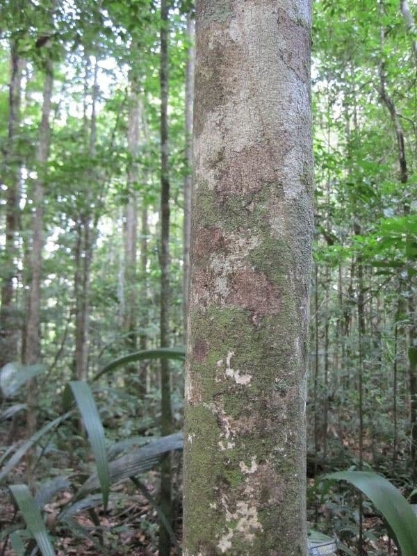 Hirtella