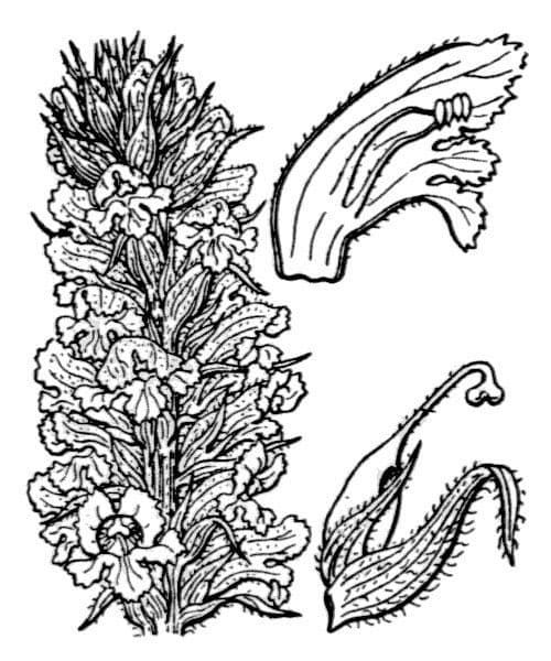 Orobanche amethystea 29