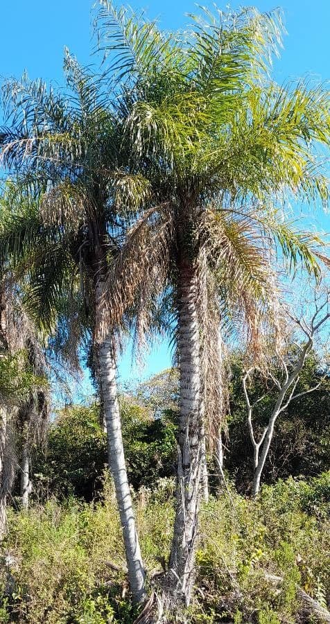 Palma da cocco gialla 7