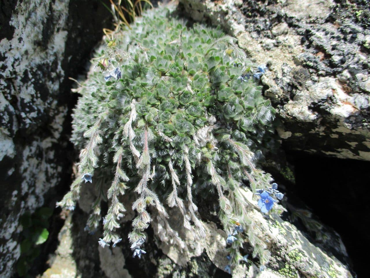 Eritrichium nanum 2