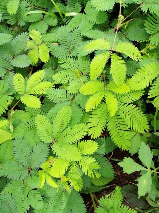 Mimosa pudica 16
