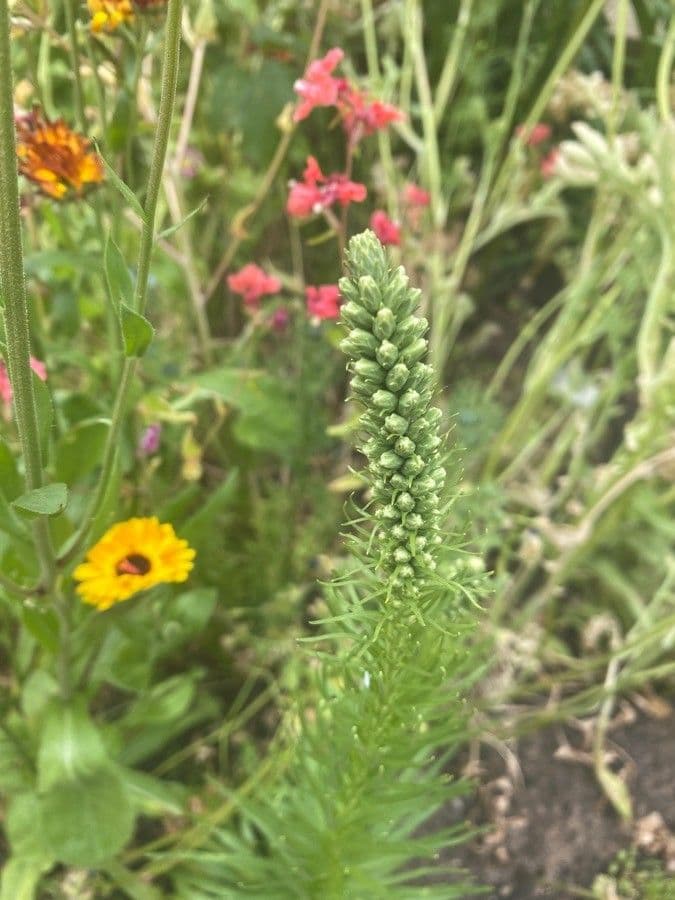 Liatris espigada 27