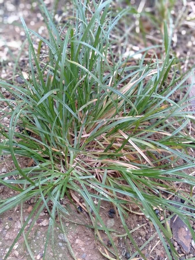Carex brunnea 4