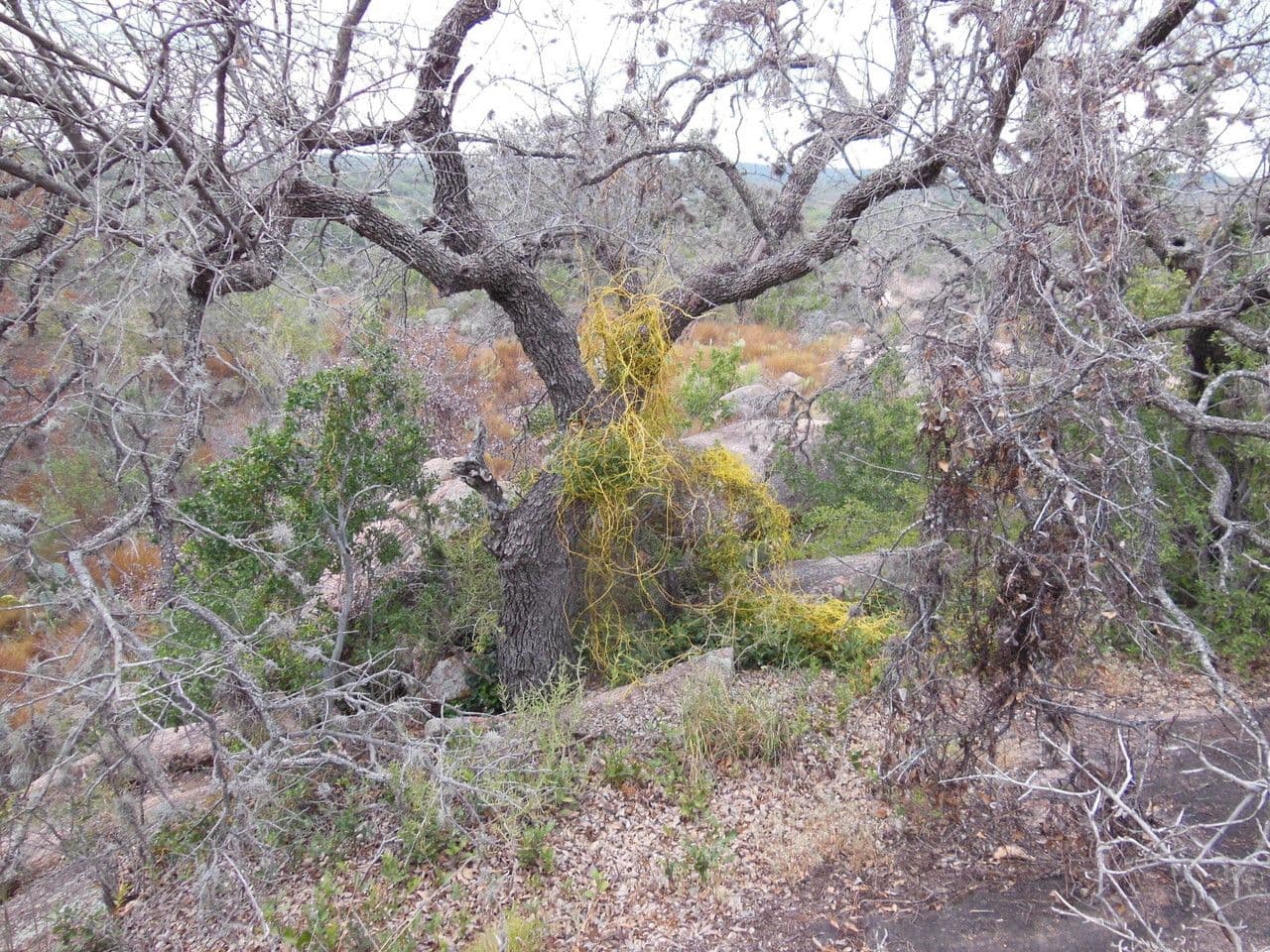 Cuscuta alta 2