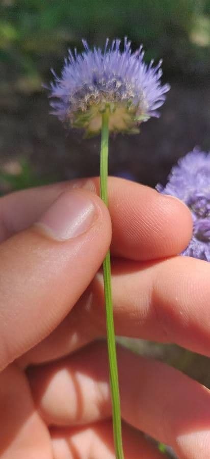 Jasione 22