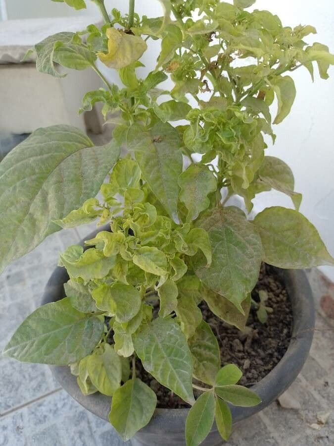 Peperoncino cinese 19