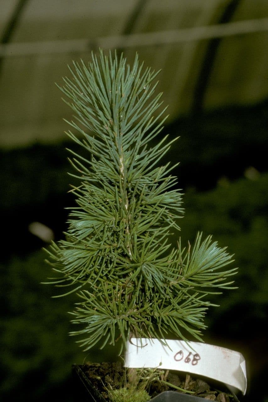 Borovice brutská 28