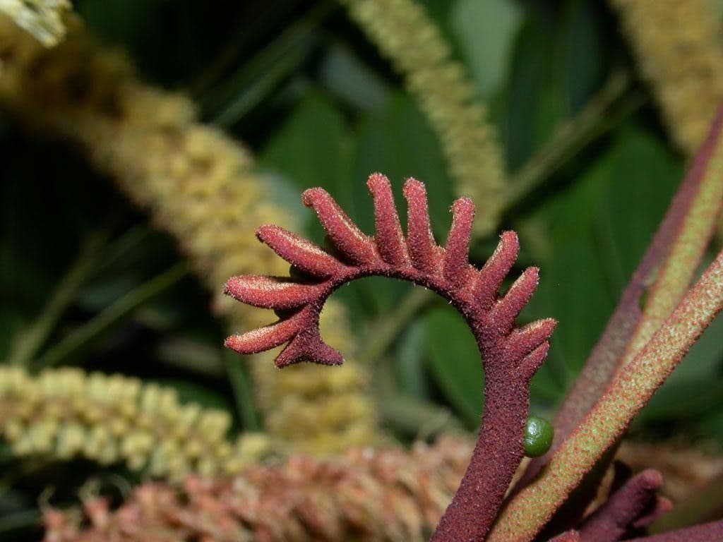Stryphnodendron