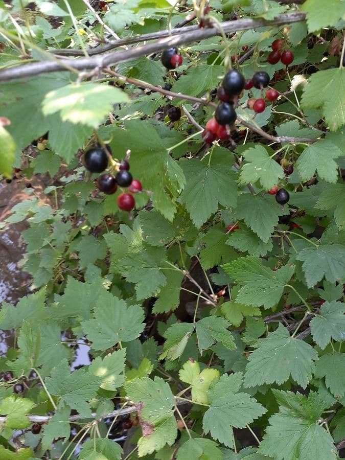 Ribes nero americano