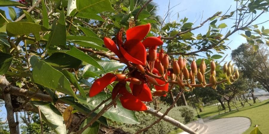 Erythrina bruna 7