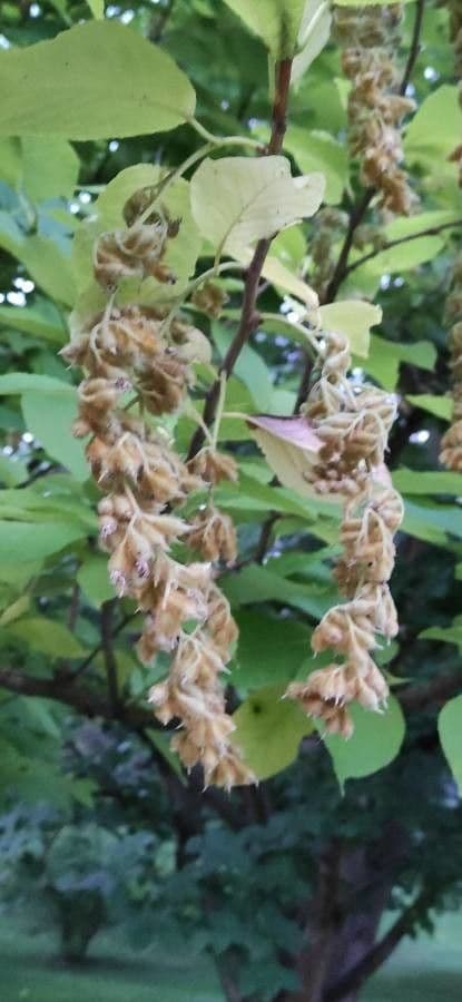Pterostyrax hispidus