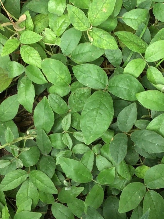 Kennedia prostrata 6