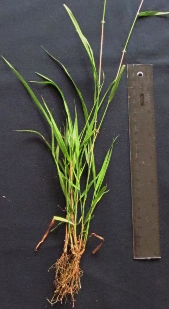 Dichanthium annulatum 22
