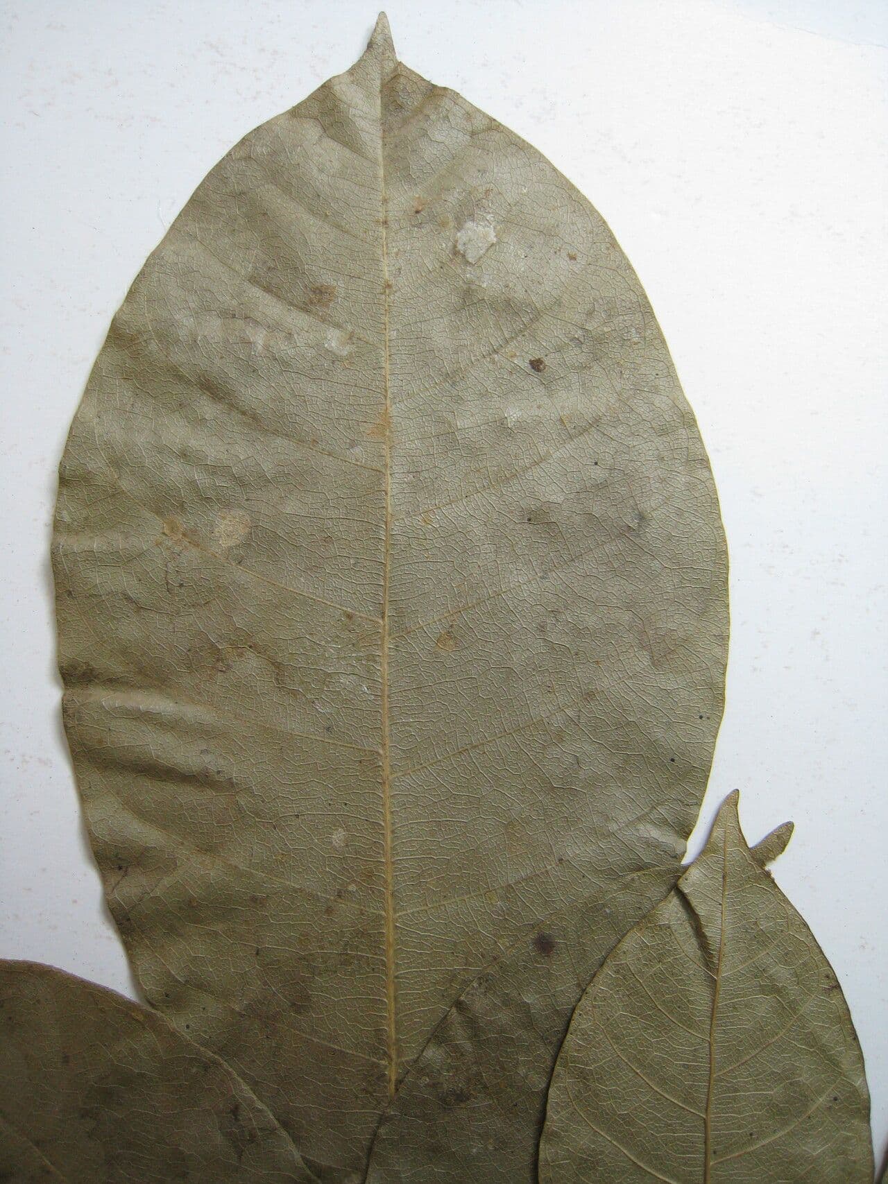 Trichilia 22