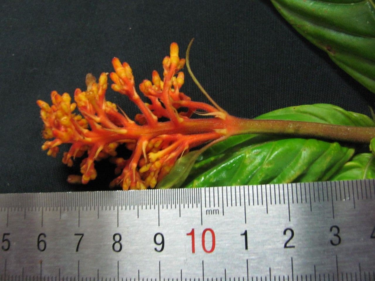 Palicourea 22