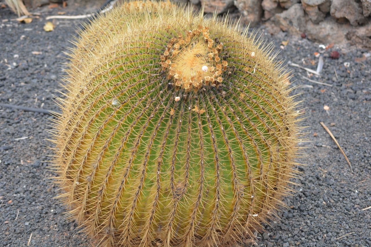 Ferocactus histrix 12