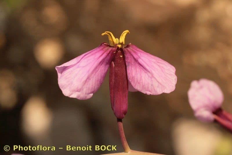 Moricandia 2