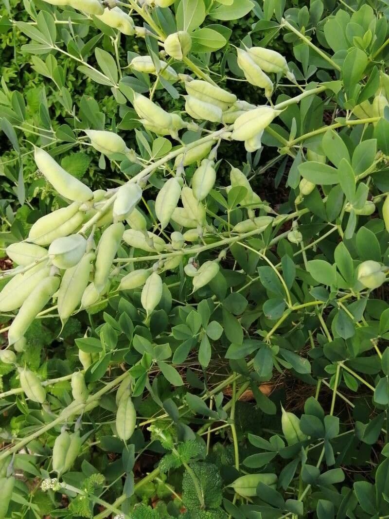 Baptisia 17