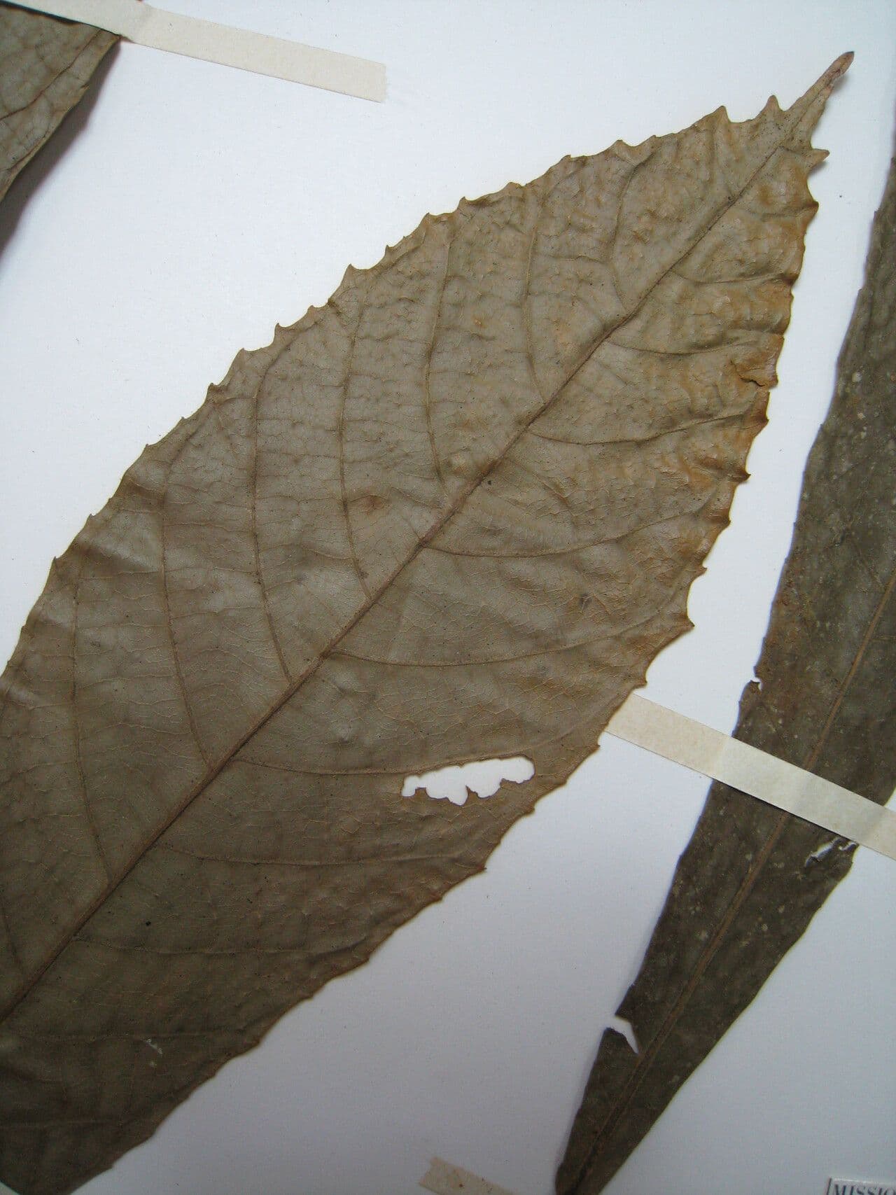 Carpotroche 2