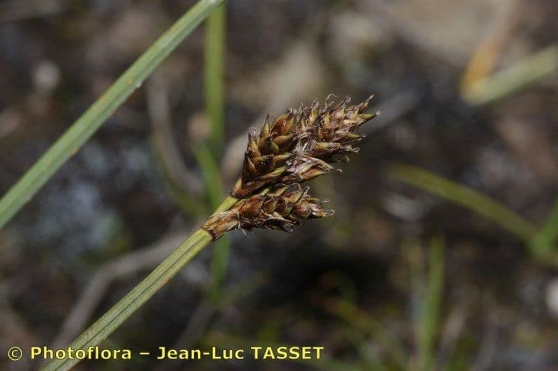 Carex di Lachenal 7