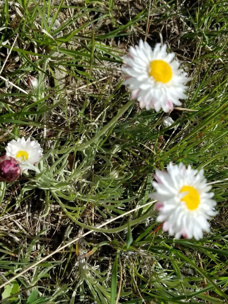 Xerochrysum 18