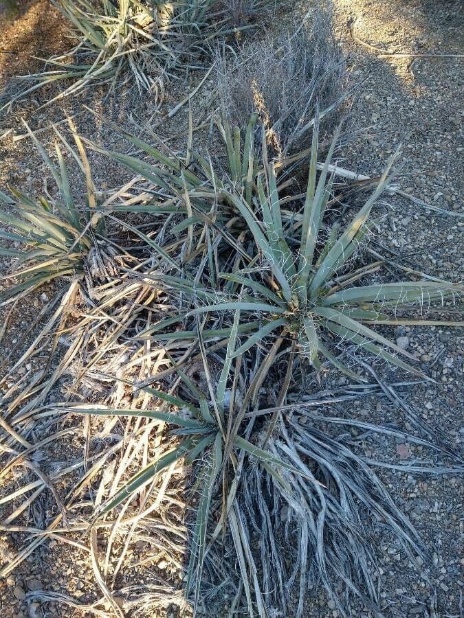Yucca bacata 17