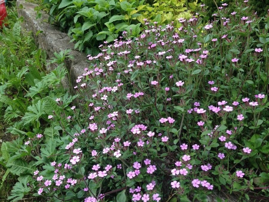 Saponaria rossa 11