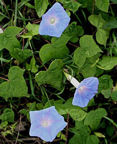 Ipomée 11