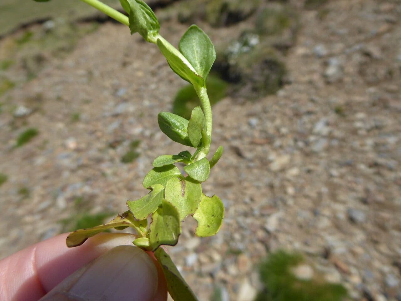 Veronica serpilifolia 24