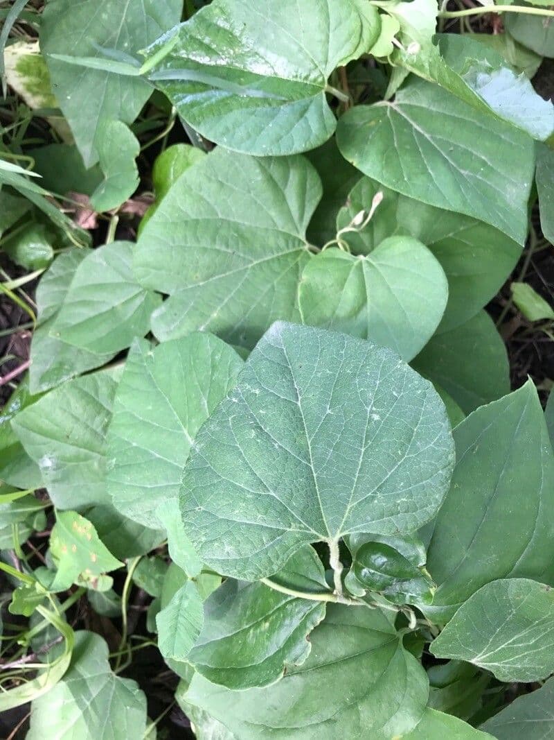 Aristolochia 10