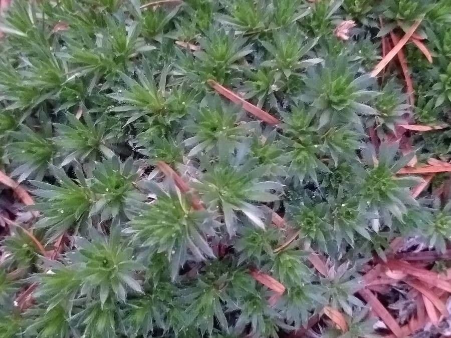 Draba 2