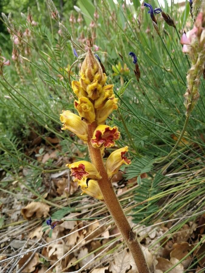 Orobanche 10