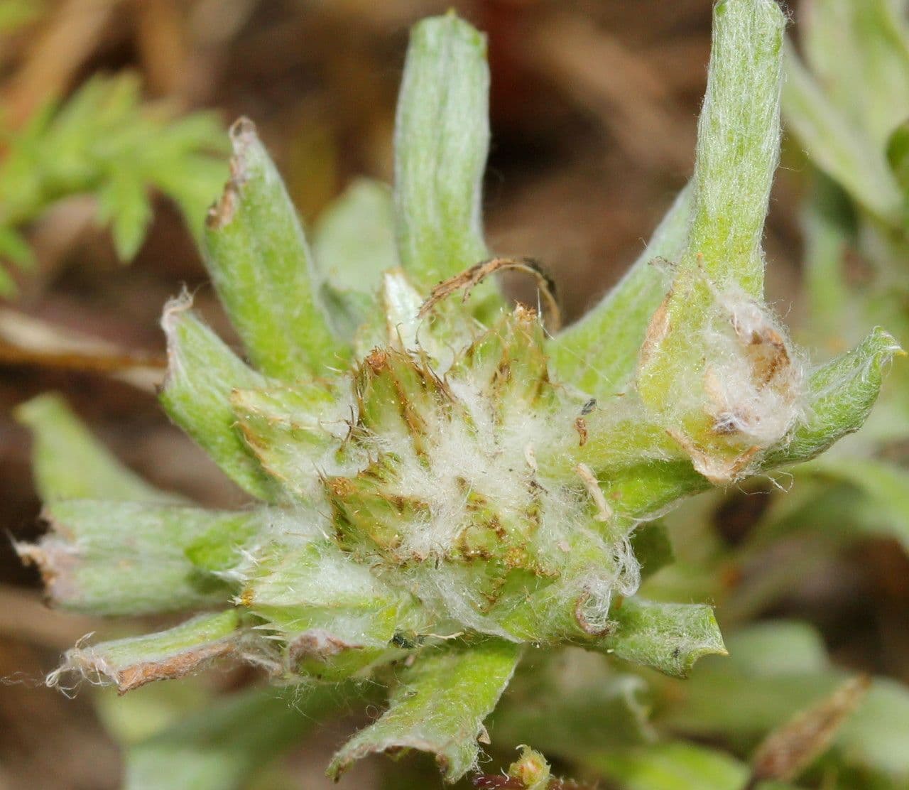 Bambagia spatolata 4