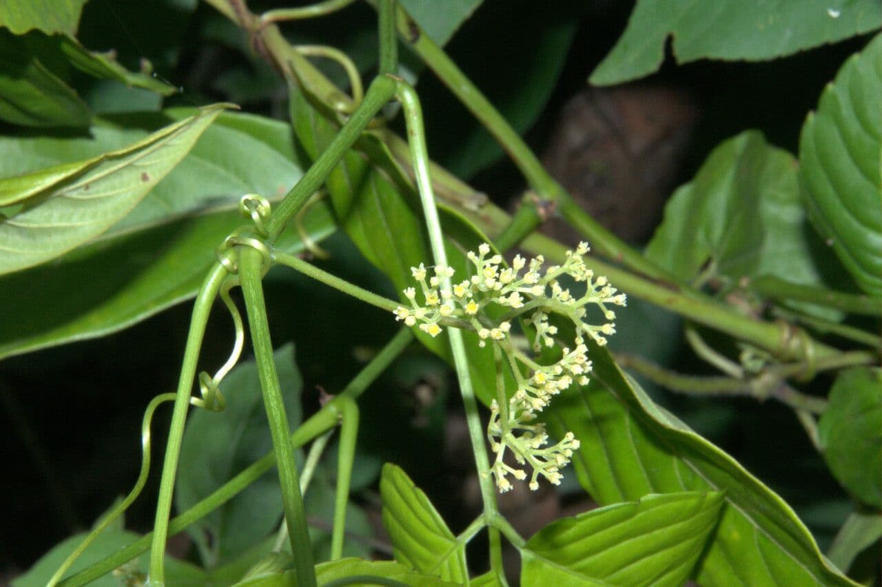 Tetrastigma
