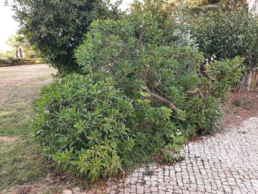 Boobialla 11