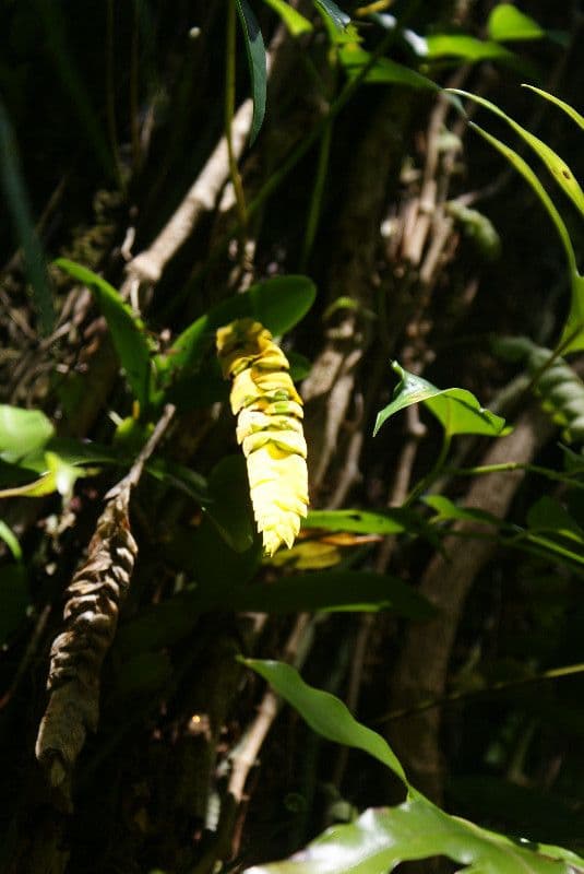 Bulbophyllum 8