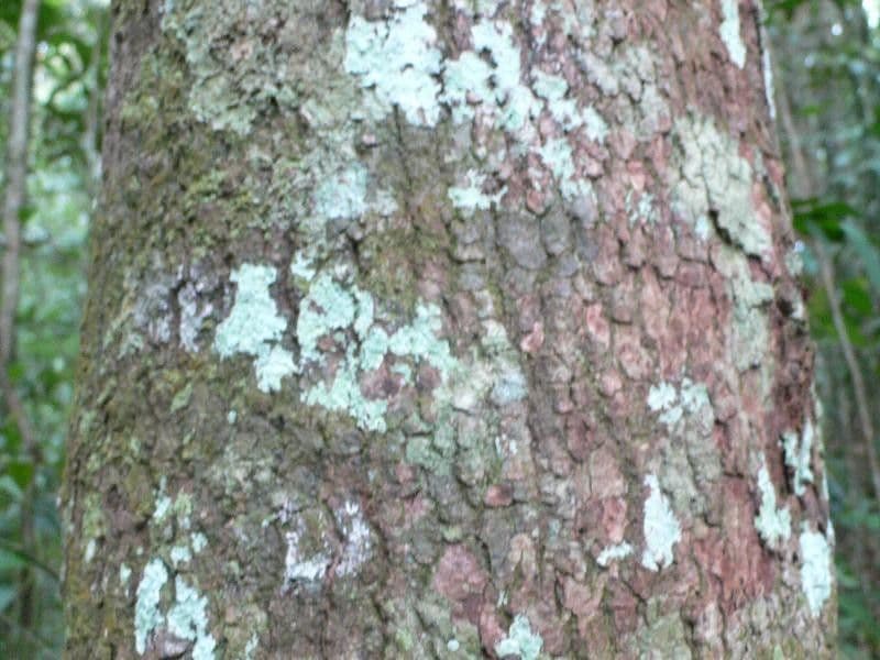 Sacoglottis guayanský