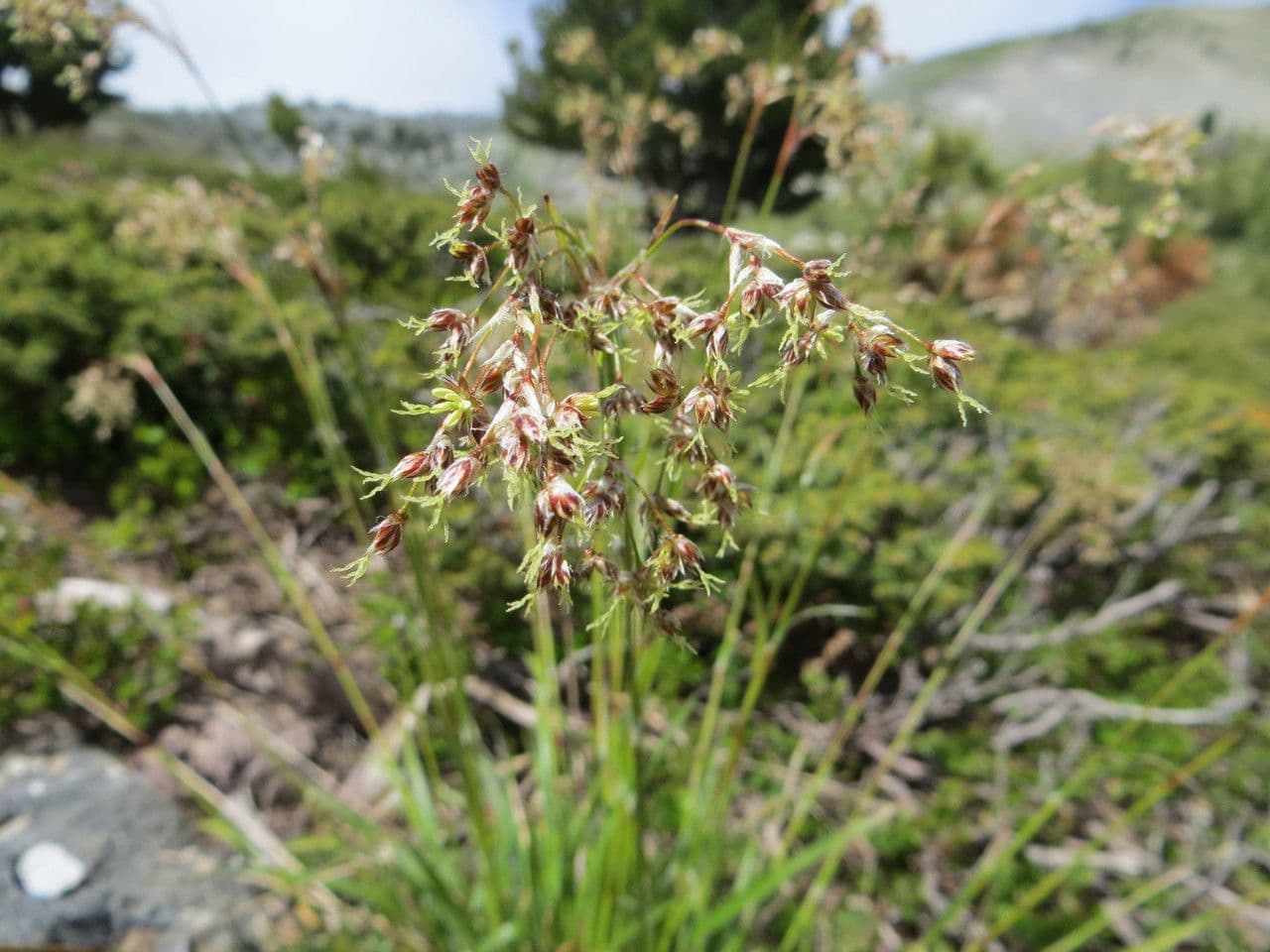 Junco pediforme 7