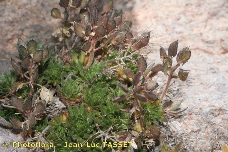 Draba