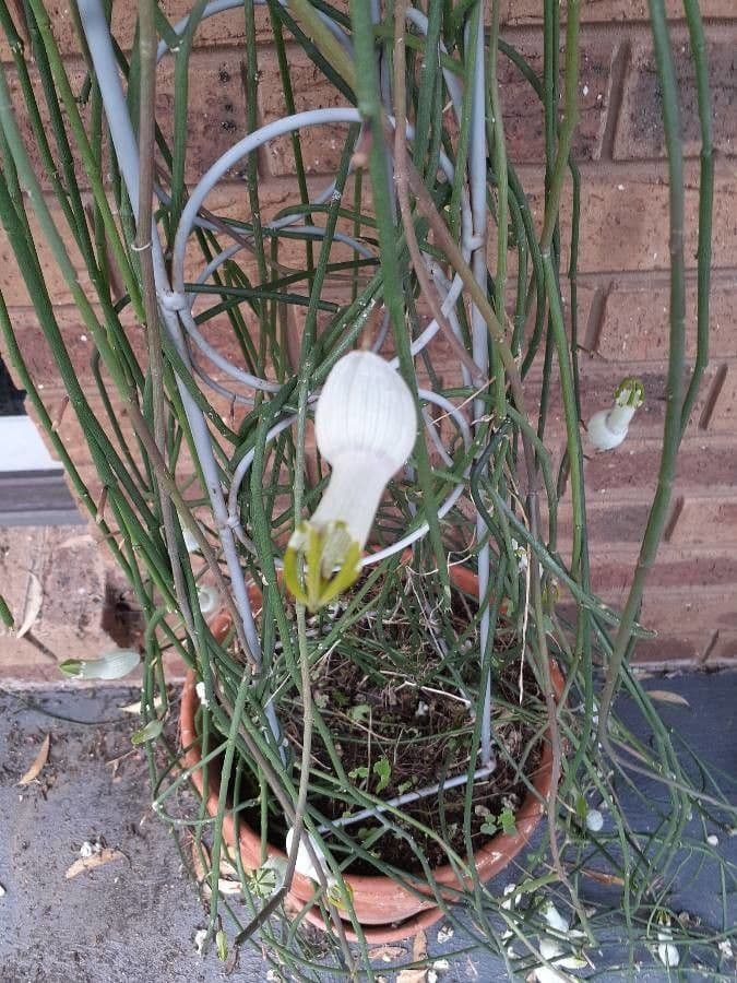 Ceropegia 2