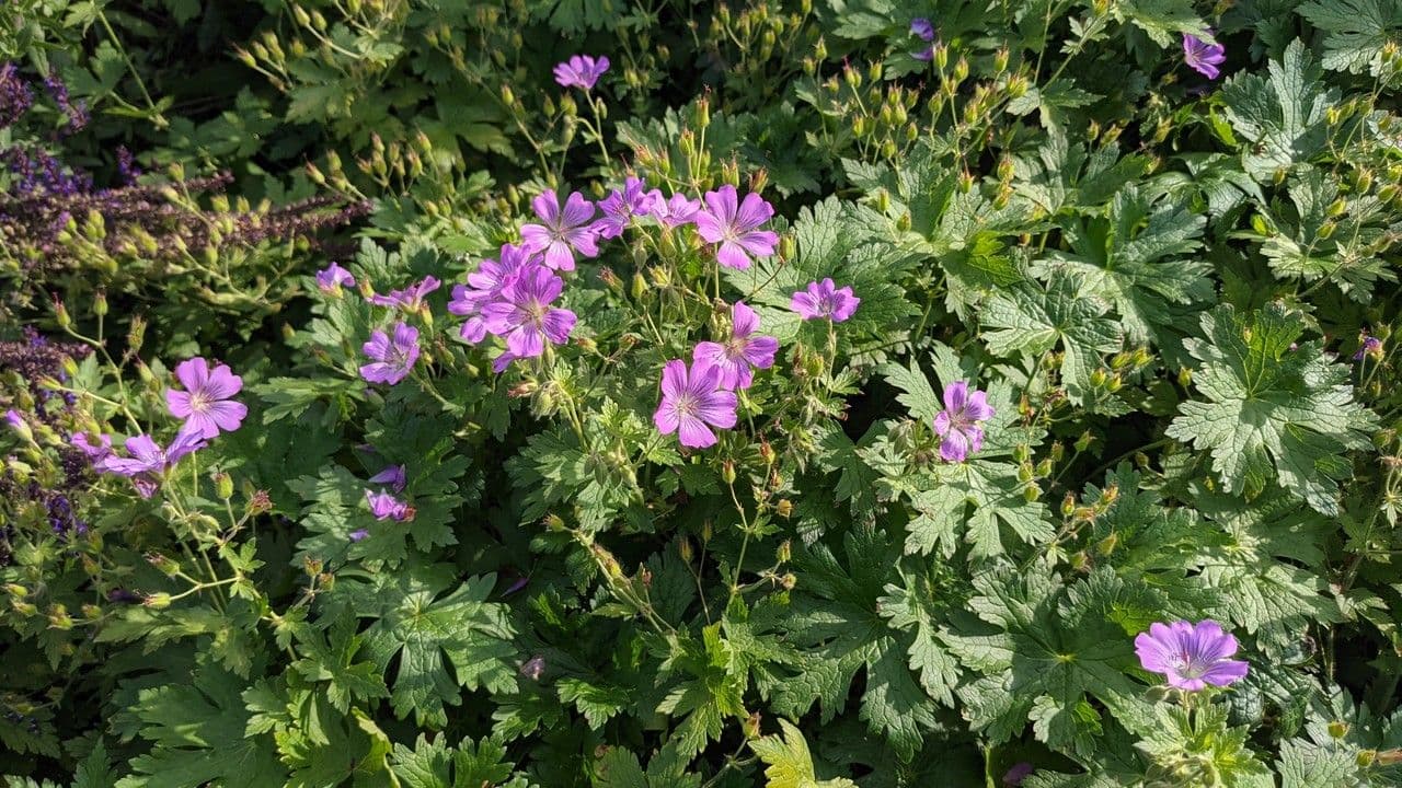 Géranium à larges pétales 12