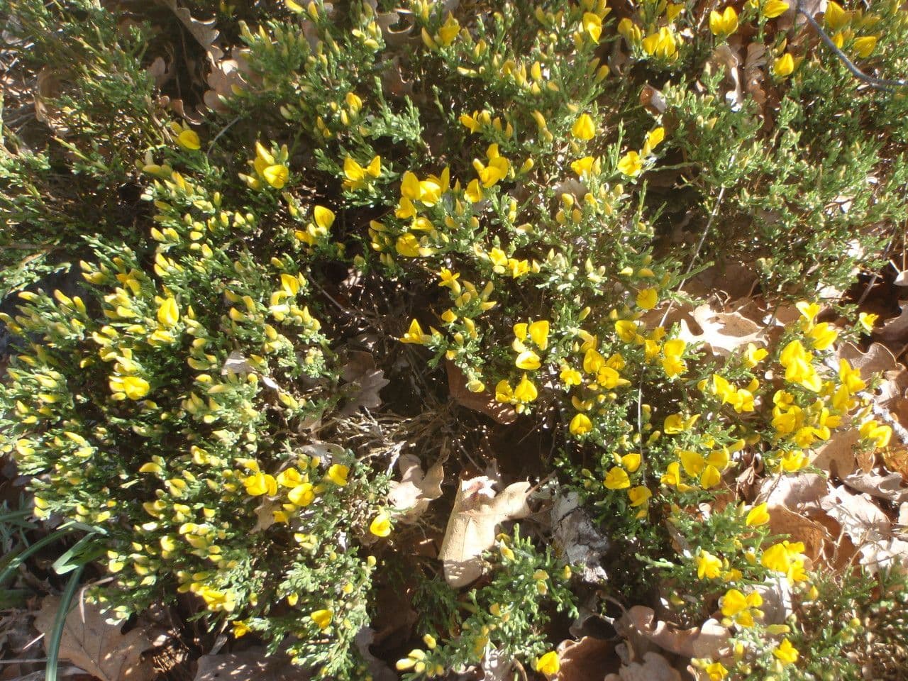 Gorse 7