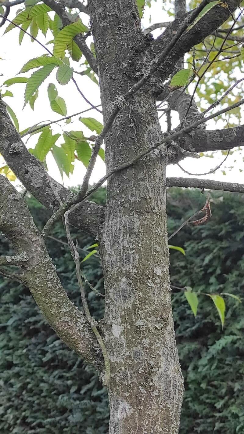 Carpinus japonica 17