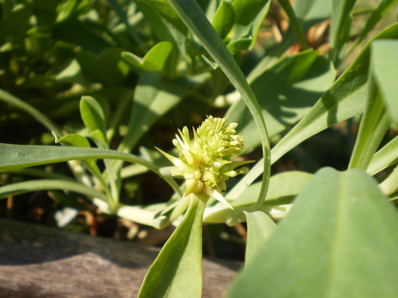 Acicarpha 2