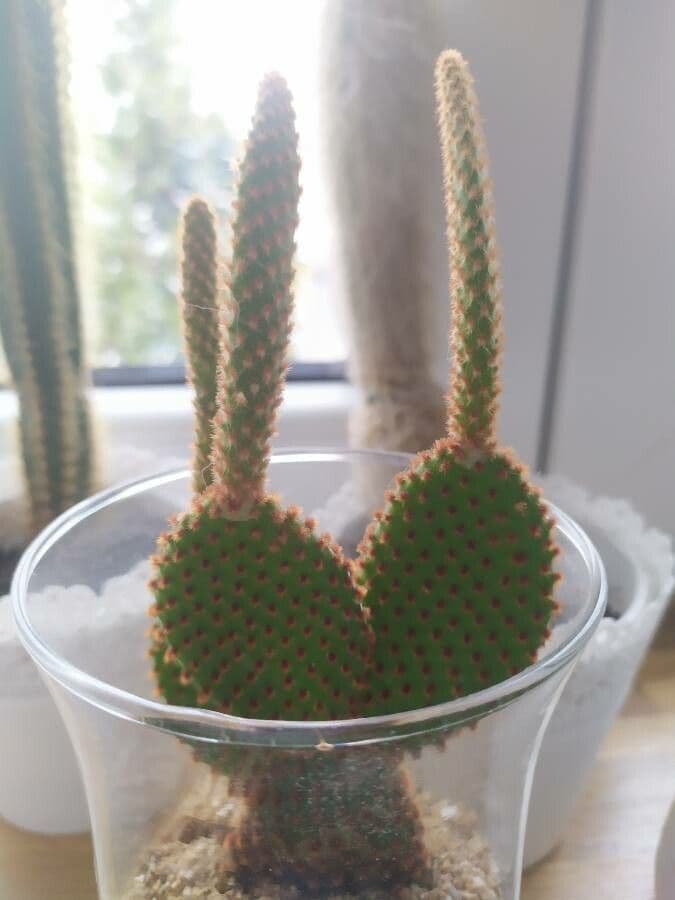Chenille prickly-pear 17