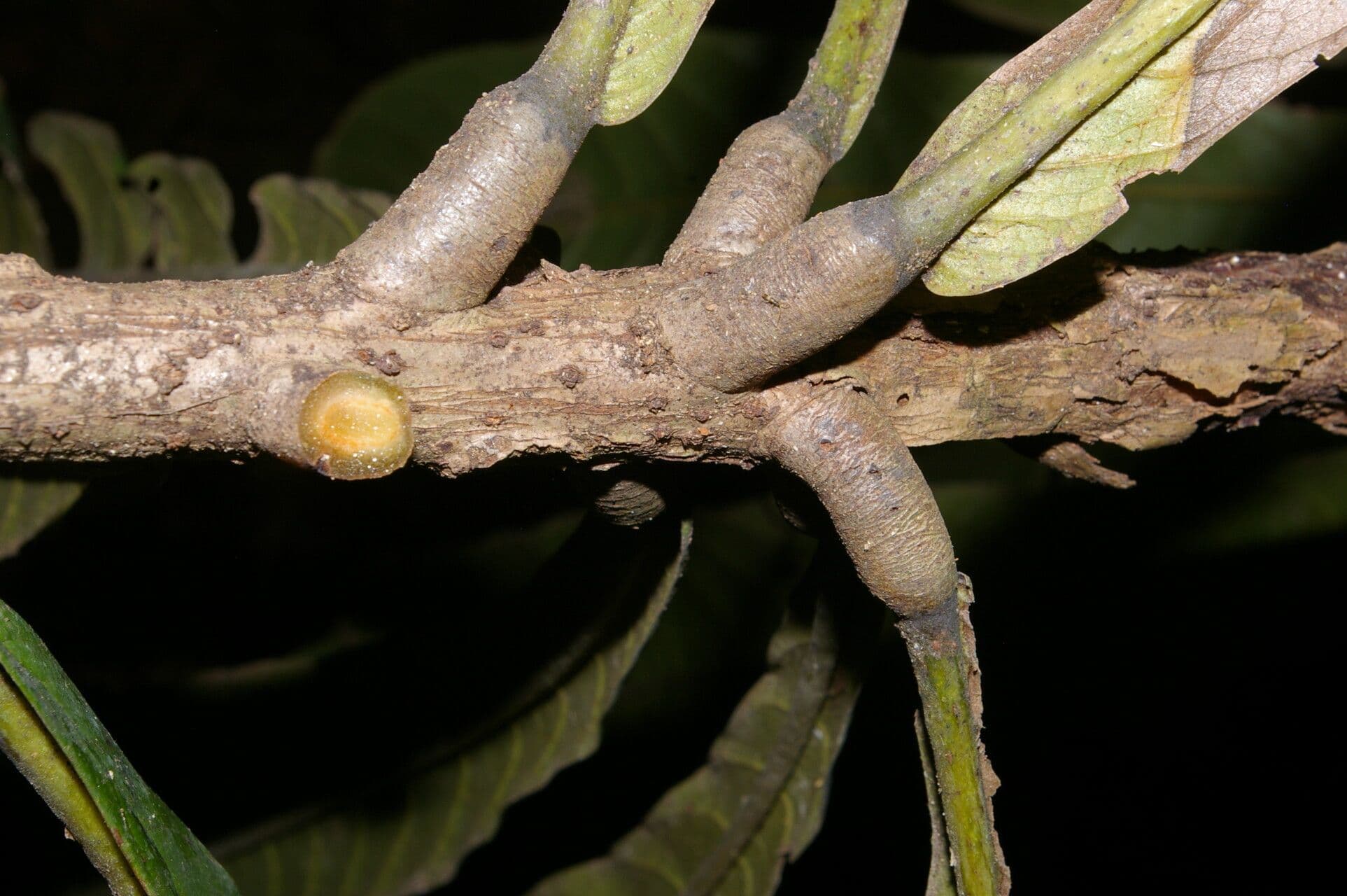 Meliosma 8
