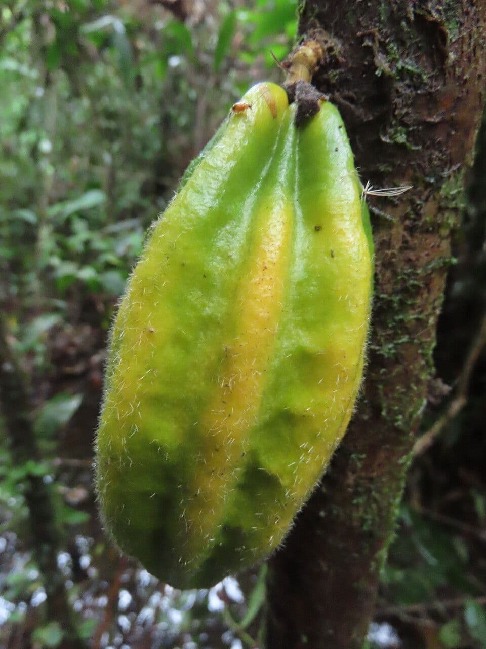 Herrania 5